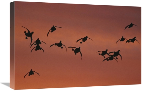 Global Gallery GCS-453282-1624-142 16 x 24 in. Canvasback Duck, Fl
