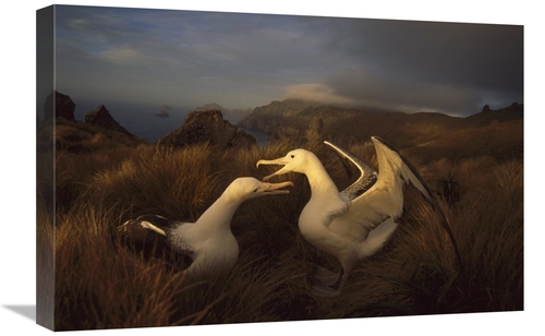 Global Gallery GCS-451826-1624-142 16 x 24 in. Southern Royal Albatros