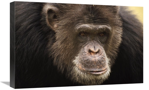 Global Gallery GCS-452781-1624-142 16 x 24 in. Chimpanzee Male Portrai