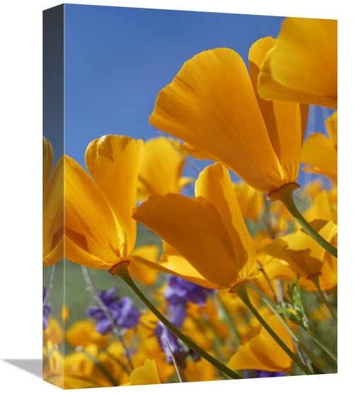 Global Gallery GCS-452254-1216-142 12 x 16 in. California Poppy Flower