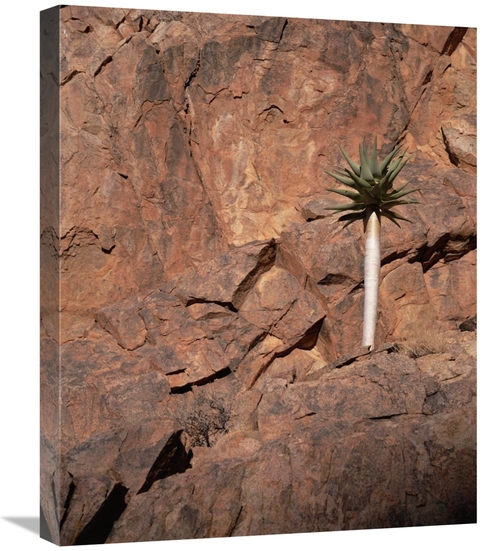 Global Gallery GCS-452908-2024-142 20 x 24 in. Quiver Tree Growing on 