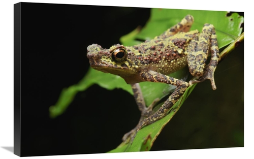 Global Gallery GCS-397579-2030-142 20 x 30 in. Bornean Rainbow Toad