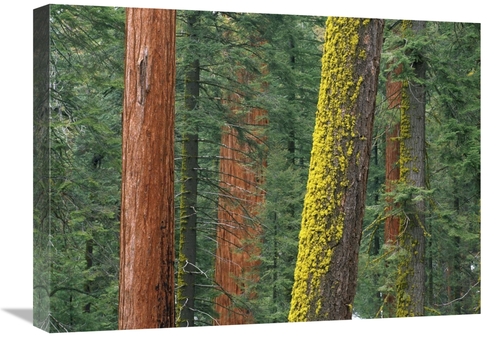 Global Gallery GCS-452058-1824-142 18 x 24 in. Giant Sequoia Trees in 