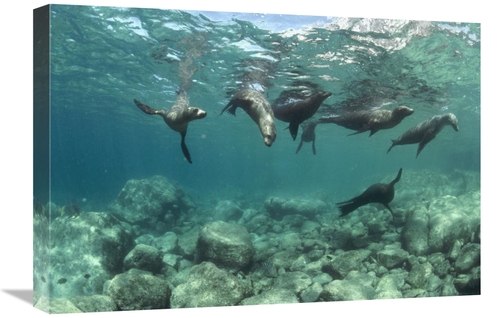 Global Gallery GCS-450622-1624-142 16 x 24 in. California Sea Lions Pl