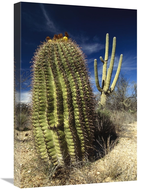 Global Gallery GCS-395775-1624-142 16 x 24 in. Saguaro with Fishhook B