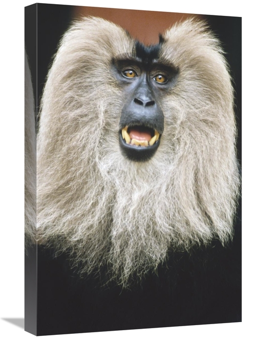 Global Gallery GCS-452435-1624-142 16 x 24 in. Lion-Tailed Macaque Cal