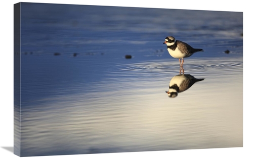 Global Gallery GCS-398083-2030-142 20 x 30 in. Common Ringed Plover&#4