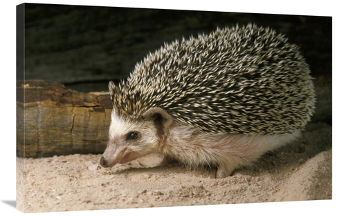 Global Gallery GCS-452901-2436-142 24 x 36 in. African Hedgehog Portra