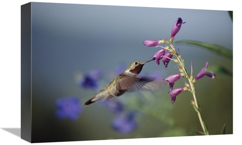 Global Gallery GCS-451959-1218-142 12 x 18 in. Broad-Tailed Hummingbir
