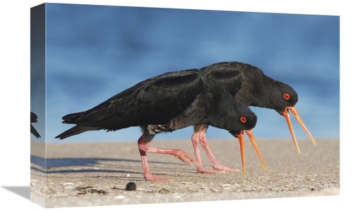 12 x 18 in. Variable Oystercatcher Pair Displaying & Chasing Away Riva