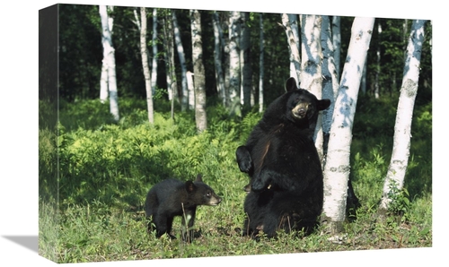 Global Gallery GCS-398516-1218-142 12 x 18 in. Black Bear Sow Scratchi