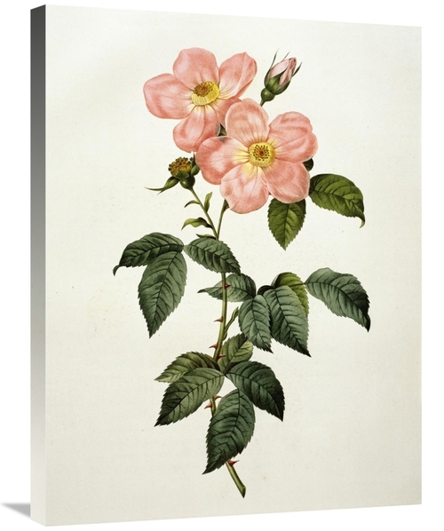 Global Gallery GCS-279566-30-142 30 in. Rosa Indica Frangras - Flora S