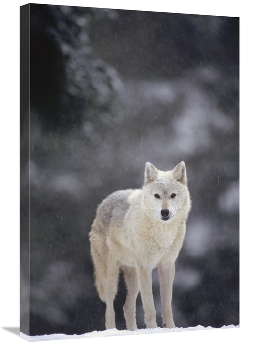 Global Gallery GCS-452806-2030-142 20 x 30 in. Timber Wolf Female in F