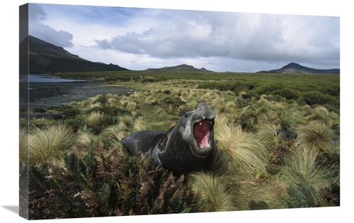 Global Gallery GCS-451624-2030-142 20 x 30 in. Southern Elephant Seal 