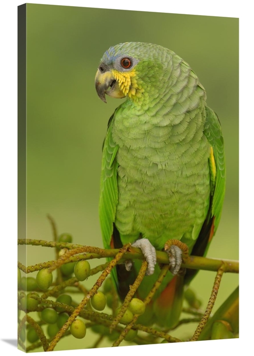 Global Gallery GCS-453218-2436-142 24 x 36 in. Orange-Winged Parrot Pe