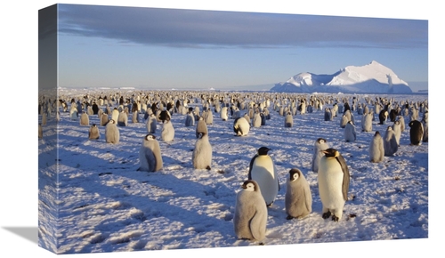 Global Gallery GCS-451074-1218-142 12 x 18 in. Emperor Penguin Colony&