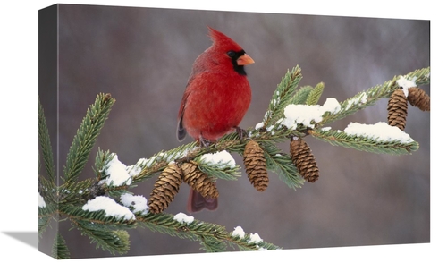 Global Gallery GCS-397329-1218-142 12 x 18 in. Northern Cardinal Male&