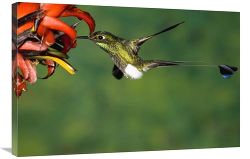 Global Gallery GCS-398314-2436-142 24 x 36 in. Booted Racket-Tail Humm