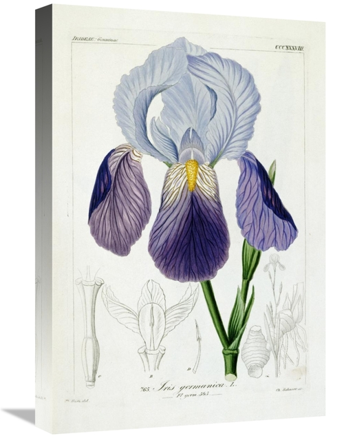 Global Gallery GCS-267097-22-142 22 in. Bearded Iris Art Print - H.G.L