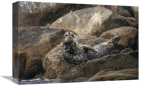 Global Gallery GCS-452723-1218-142 12 x 18 in. Harbor Seal Resting on 