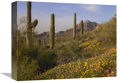 12 x 16 in. Saguaro Cacti & California Poppy Field at Picacho Peak Sta