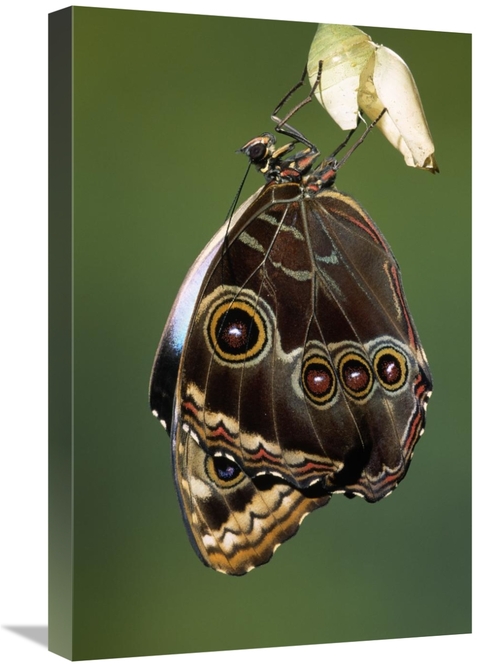 Global Gallery GCS-453600-1624-142 16 x 24 in. Blue Morpho Butterfly&#