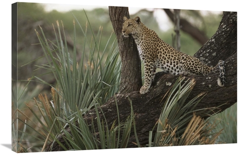 Global Gallery GCS-453114-2436-142 24 x 36 in. Leopard in Tree Searchi