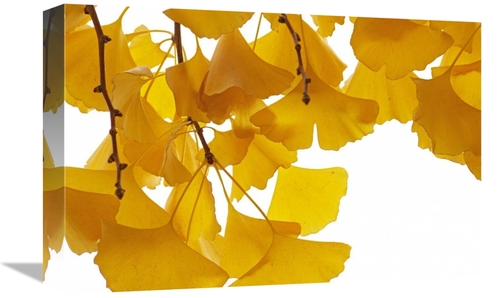 Global Gallery GCS-398167-1218-142 12 x 18 in. Ginkgo Leaves in Autumn