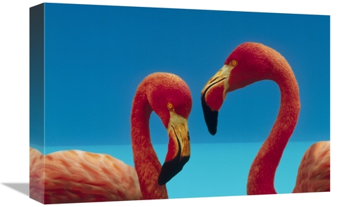 Global Gallery GCS-396304-1218-142 12 x 18 in. Greater Flamingo Courti