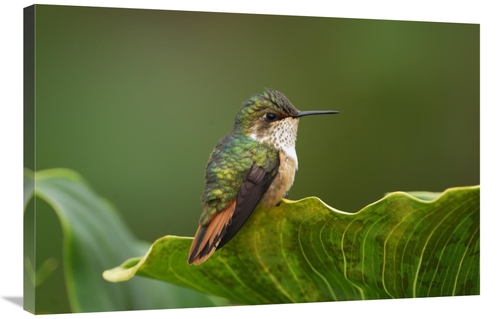 Global Gallery GCS-397642-2436-142 24 x 36 in. Scintillant Hummingbird