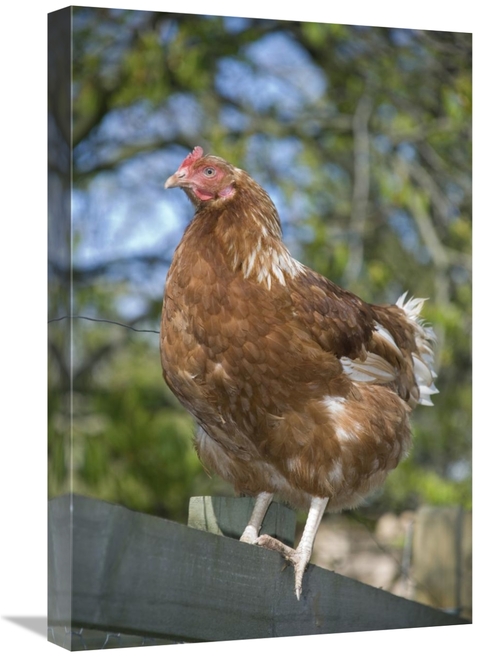 Global Gallery GCS-395530-1624-142 16 x 24 in. Domestic Chicken, F