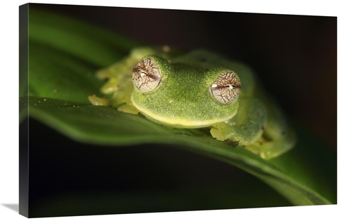 Global Gallery GCS-398089-2030-142 20 x 30 in. Glass Frog, Sierra 
