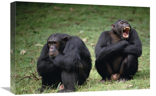 Global Gallery GCS-452788-1624-142 16 x 24 in. Chimpanzee Pair Interac
