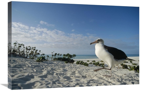 Global Gallery GCS-451428-2030-142 20 x 30 in. Laysan Albatross At Col