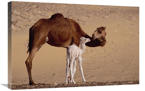 Global Gallery GCS-452969-2030-142 20 x 30 in. Dromedary Camel with Tw