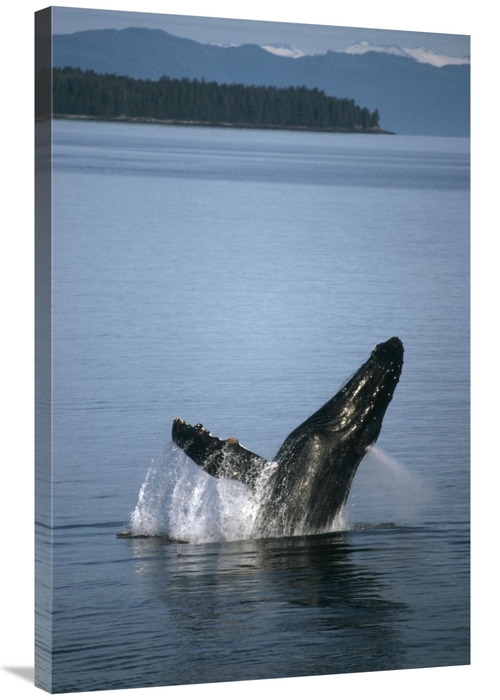 Global Gallery GCS-451171-2436-142 24 x 36 in. Humpback Whale Breachin