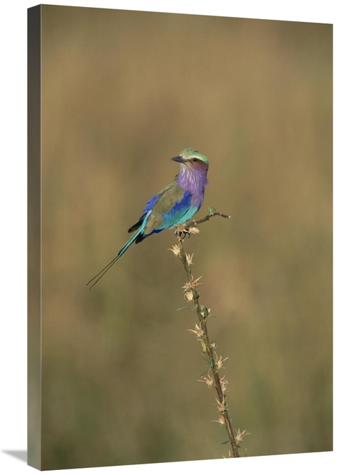 Global Gallery GCS-452367-2030-142 20 x 30 in. Lilac-Breasted Roller P