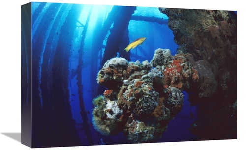 Global Gallery GCS-450721-1218-142 12 x 18 in. Coral Growing on Oil Ri