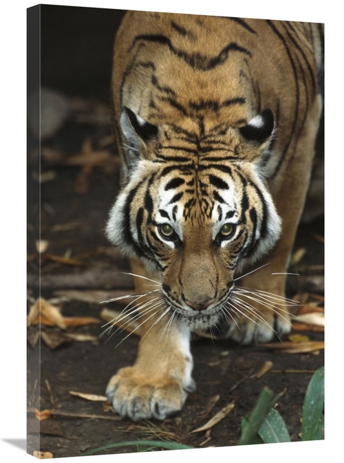 Global Gallery GCS-450814-2030-142 20 x 30 in. Bengal Tiger Approachin