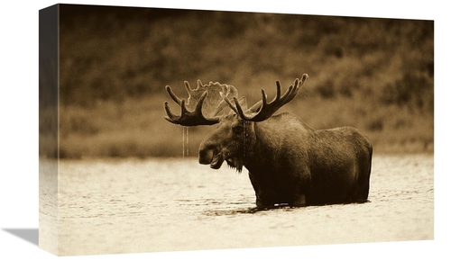 Global Gallery GCS-453684-1218-142 12 x 18 in. Moose Male Raising Its 