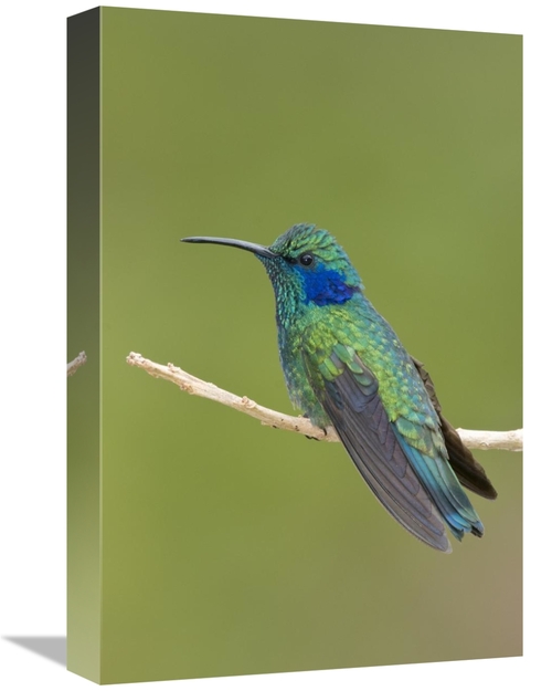 Global Gallery GCS-397310-1218-142 12 x 18 in. Green Violet-Ear Hummin