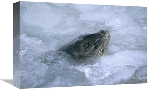 Global Gallery GCS-451089-1218-142 12 x 18 in. Ringed Seal Surfacing i