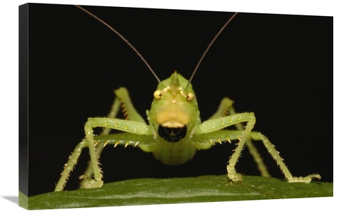 Global Gallery GCS-453207-2030-142 20 x 30 in. Katydid Close-Up Portra