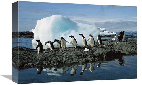 Global Gallery GCS-453395-1218-142 12 x 18 in. Adelie Penguins Coming 