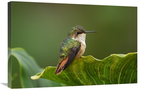 Global Gallery GCS-397642-2030-142 20 x 30 in. Scintillant Hummingbird