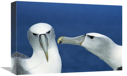 Global Gallery GCS-451595-1218-142 12 x 18 in. White-Capped Albatrosse