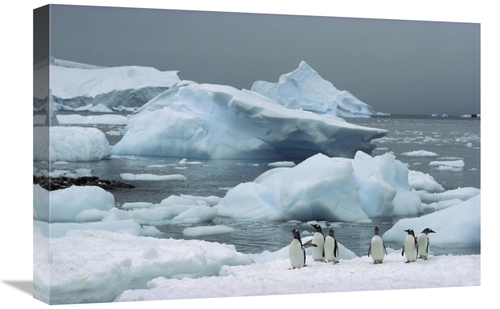 Global Gallery GCS-451714-1624-142 16 x 24 in. Gentoo Penguins with Ic