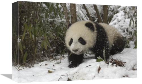 Global Gallery GCS-453024-1218-142 12 x 18 in. Giant Panda Six Month O