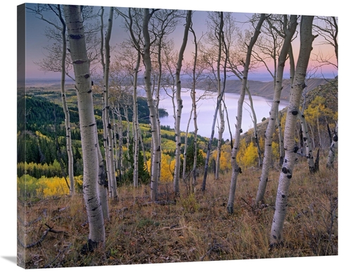 Global Gallery GCS-452231-2835-142 28 x 35 in. Aspen Forest Overlookin