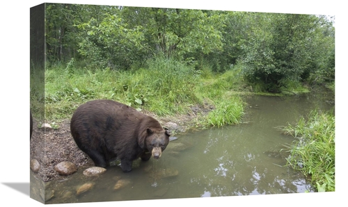 Global Gallery GCS-395444-1218-142 12 x 18 in. Black Bear Large Adult 